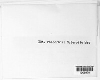 Phacorhiza sclerotioides image